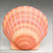 Shell Water Scattering Bio-Urn - Coral