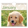 Puppies Monthly Wall Calendar, Puppies Photography, 15.5 x 22.75, White/Multicolor Sheets, 12-Month (Jan To Dec): 2026