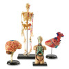 Anatomy Models Bundle Set, Four Models: Human Brain, Human Heart, Human Torso And Human Skeleton, Grades 3 To 9, English