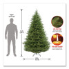 Norway Fir Tree, 62" x 62" x 90", Green Tree, Green Tree Stand