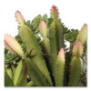 Spring Potted Plant, 8" x 8" x 8", Green Plant, White Pot