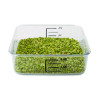 Spacesaver Square Containers, 2 Qt, 8.8 x 8.75 x 2.7, Clear, Plastic