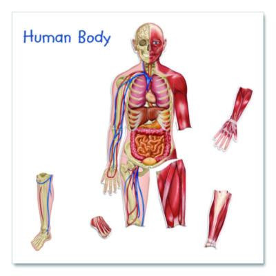 Double-Sided Magnetic Human Body, Grades K To 5, English/Spanish, Assorted Colors, 17 Pieces