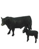 Angus Cow & Calf