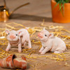 Happy Pig Statues