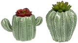 Succulent in Cacti Planters