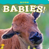 Bison Babies!