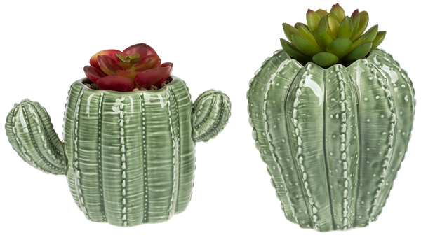 Succulent in Cacti Planters