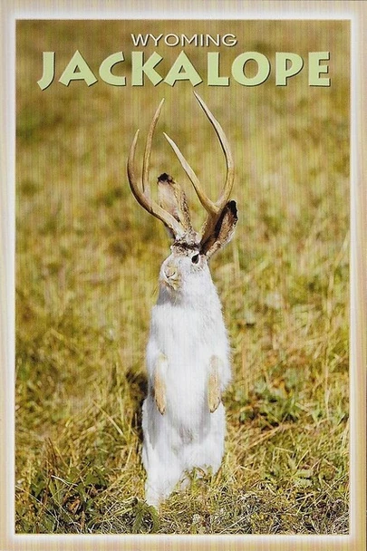 Wyoming Jackalope Magnet