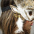 horns, horn head band, horns head band, jesters ram horns, ram horns, masquerade mask, luxury mask,  expensive masquerade mask, rams, ram mask, ram masquerade mask, cosplay, cosplay costumes, costumes, masquerade mask, party masks, Stylish face mask, stylish mask, ram horn mask, ram horns, rams, the rams, ram masquerade mask, horn masks, tribal masks.