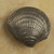 Anne At Home 2221: Clam Shell Cabinet Knob - Medium