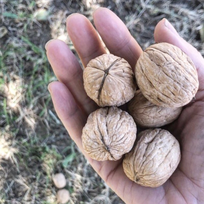 Cold Pressed Organic Walnut oil using the freshest, locally grown organic walnuts.