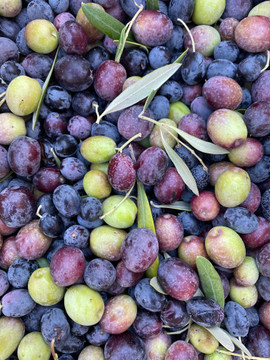 OLIVE OIL: COLD-PRESSED VS. FIRST-PRESSED