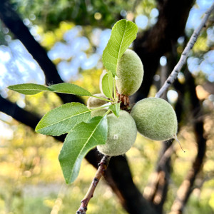 Organic Green Almonds growing on the tree!