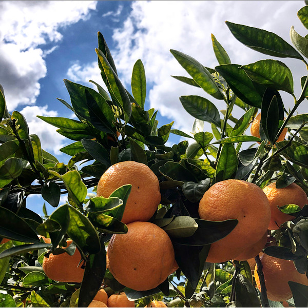 Straight off the trees!