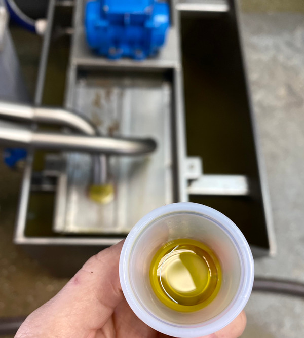 Sampling our 2022 oil at the mill. Olives are milled less than 24 hrs after harvest.  Sampling our 2022 oil at the mill. Olives are milled less than 24 hrs after harvest.