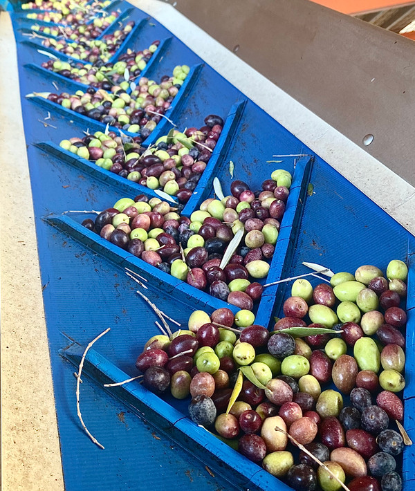 At the Mill: The first step in processing is washing the olives & removing leaves! At the Mill: The first step in processing is washing the olives & removing leaves!