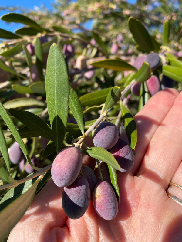 Harvest Day Harvest Day