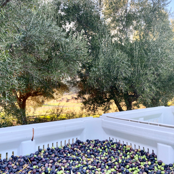 2023 Harvest in the grove.  2023 Harvest in the grove.