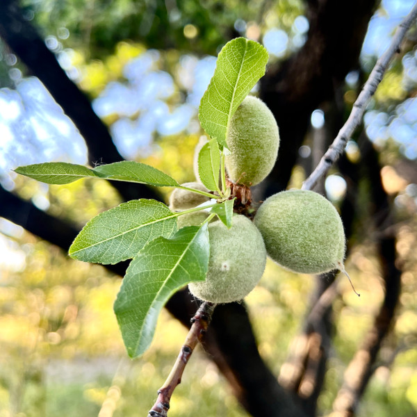 Organic Green Almonds growing on the tree!