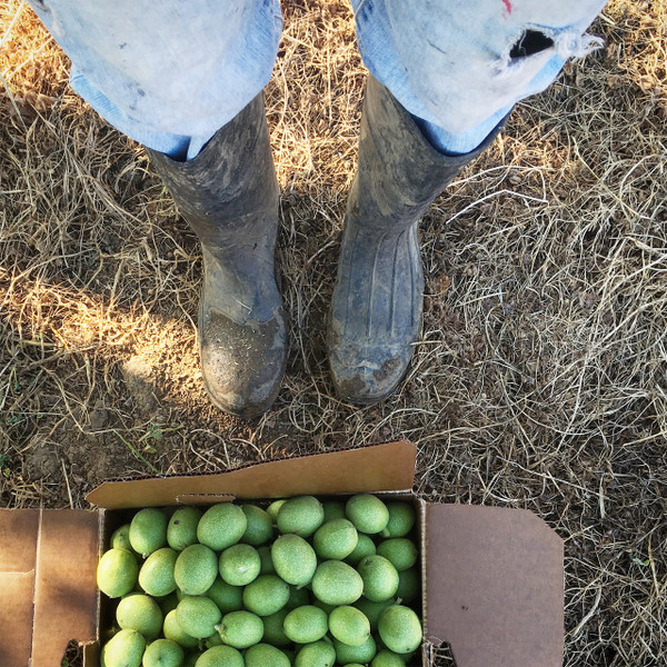 Hand picked just for you! Regular size shown. 