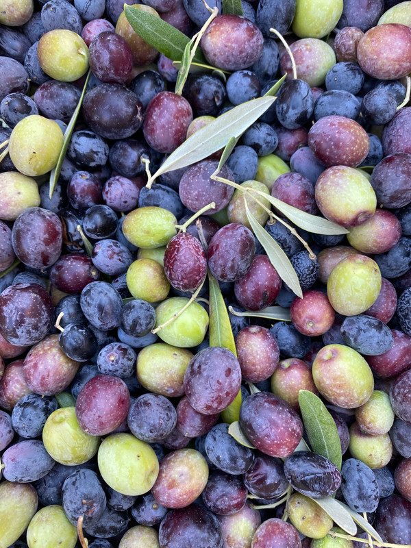 OLIVE OIL: COLD-PRESSED VS. FIRST-PRESSED