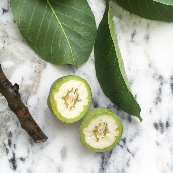 Sliced organic green walnuts. Outer shell is just beginning to form (though still able to slice through). 