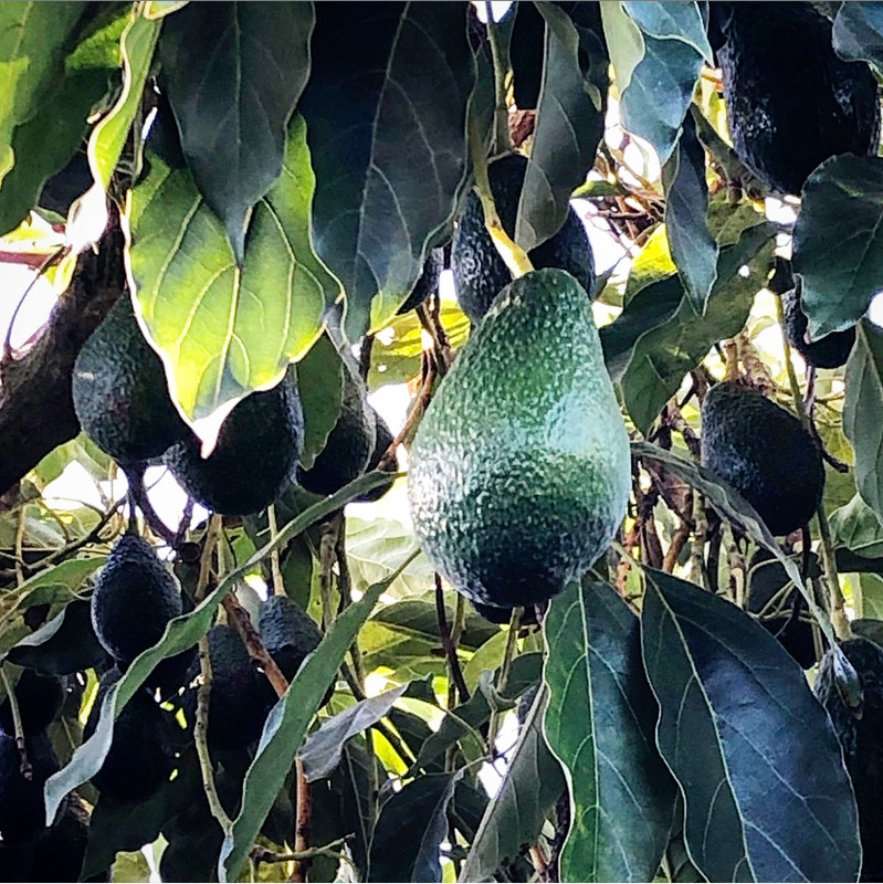 Hass avocados growing on the trees!