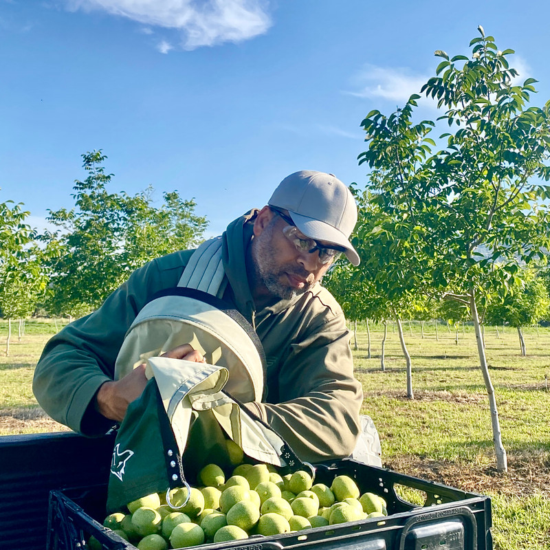 Eric out in the orchards harvesting on a beautiful June morning. 