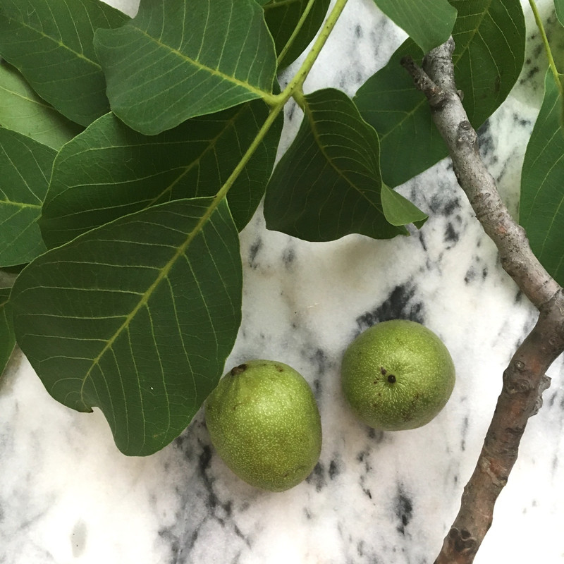 Organic green walnuts: slight oxidation will occur on skin upon arrival.