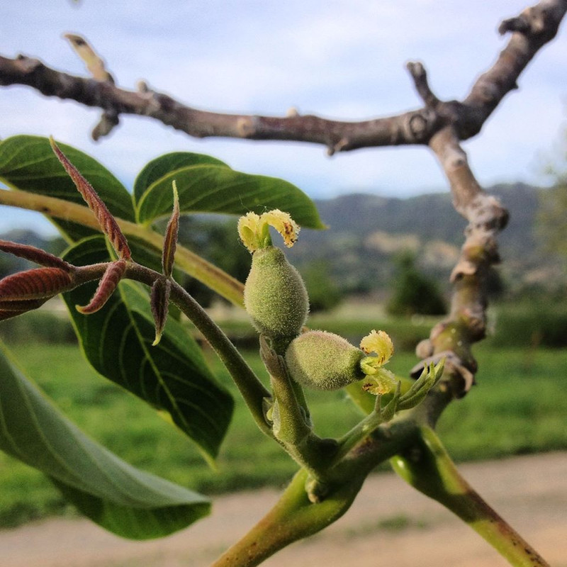 WALNUTS: HOW THEY GROW