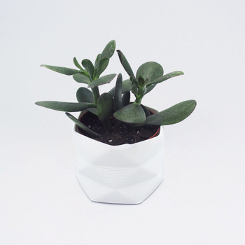 Medium 3D Printed Geometric Planter white by Studio Nilli at Of Cabbages and Kings