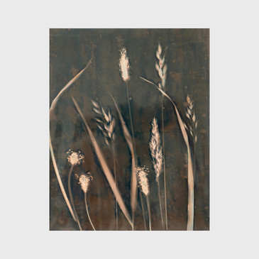 Grasses - Anjalika Baier - Original Cyanolumen - Of Cabbages and Kings