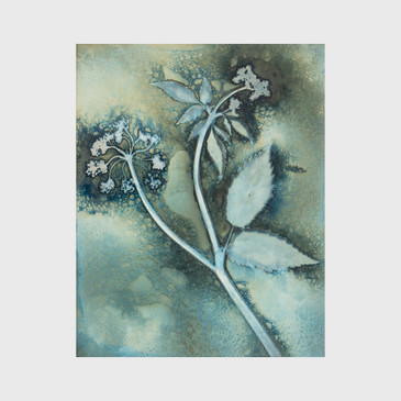Cow Parsley I - Anjalika Baier - Original Wet Cyanotype - Of Cabbages and Kings