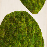 Moss Art - Abstract Collection No. 52 (8' H x 8' W)