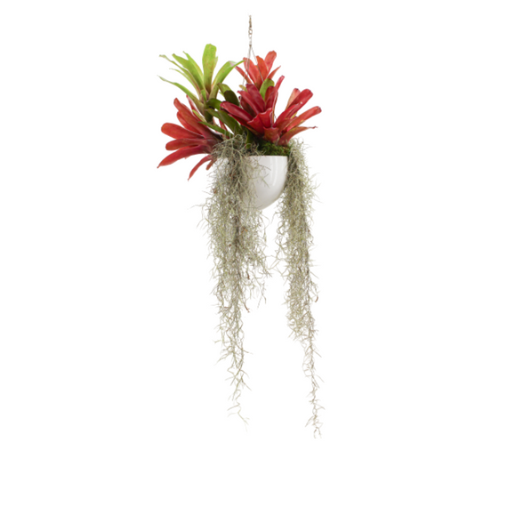 Germany Small Hanging - Bromeliads (6"H x 8"D)
