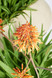 Atelier Vierkant Vase Organic Shape Large - Aloe
