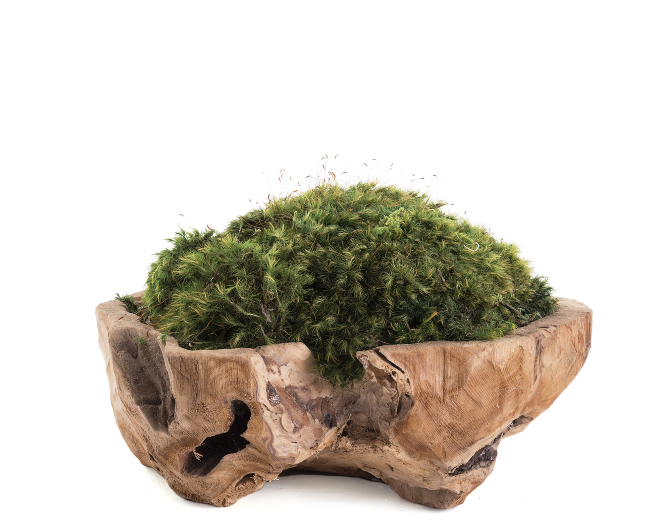 Natural Wood Low Bowl - Moss (Small - 12")