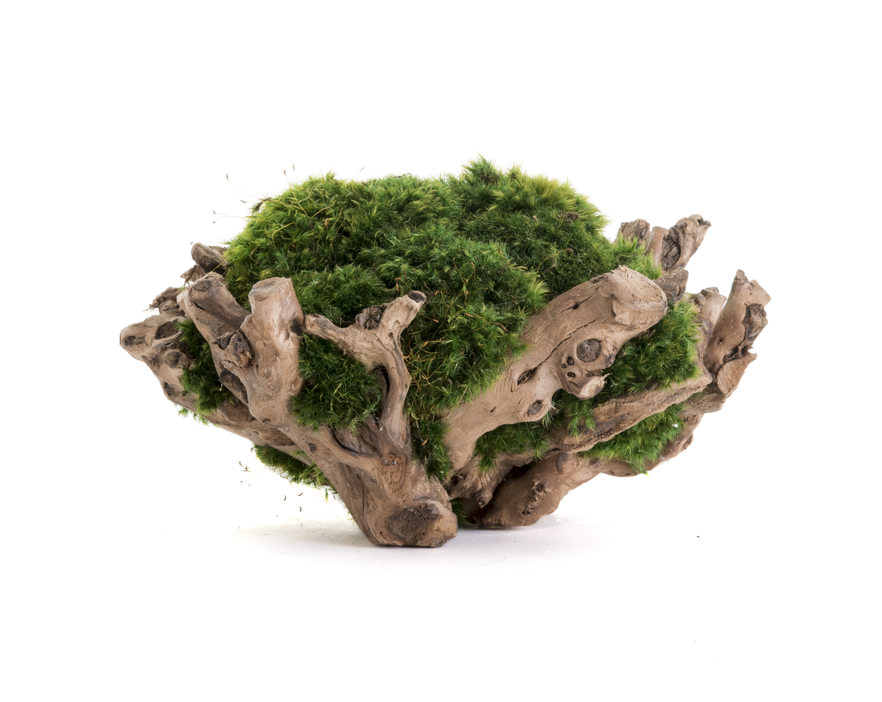 Natural Wood Pedestal Bowl with Moss (8" H x 18" W)