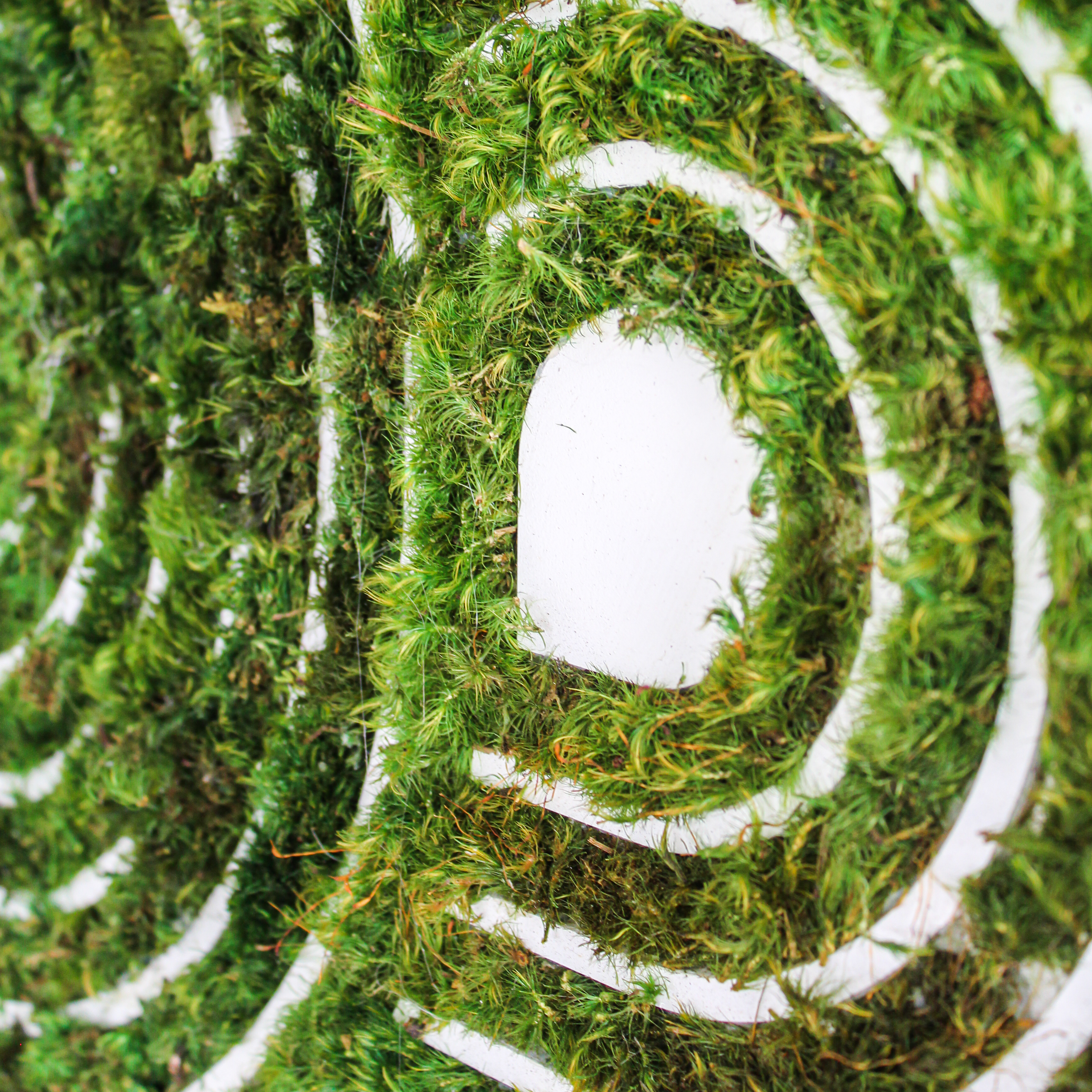 Optical Moss Art - Labyrinth (77" H x 122" W)