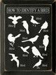 How to Identify a Bird (images of birds)