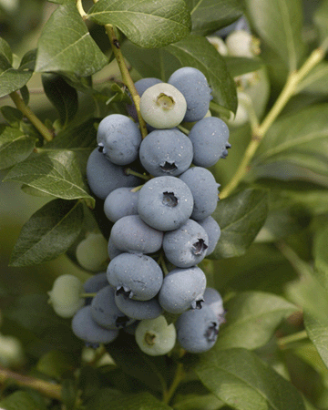 During our summer harvest enjoy the world's "Miracle Berry"delivered right to you! Plump, juicy, and freshly picked at the peak of perfection. Each 4 pint order will be shipped in insulated packaging with ice packs. 4 pints is equal to about 2.75 pounds.