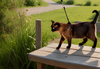 OutBound Cat Harness™ & Leash Set