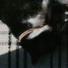 cat wearing custom leather pet id