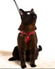 Luxury bridle leather cat walking harness