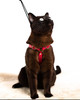 Designer leather cat walking harness