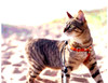 Bengal cat wearing apricot leather harness, Hermes orange leather