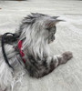Raspberry leather harness on maine coon cat