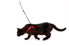 OutBound Cat Harness™ - Luxury, Escape Proof Cat Harness
