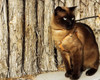 Natural leather cat walking harness